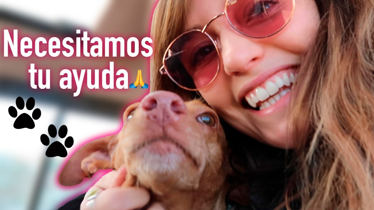 La realidad detrás de un refugio de animales | Roenlared