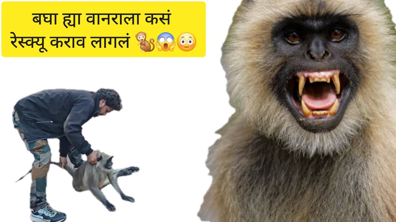 पाच दिवसापासून घरात होती ही माधा वानर अस काय झालं होत तिला 🥹🐒