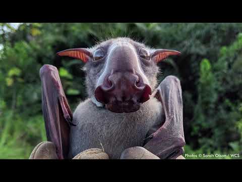 Hammer-headed bat audio | WCS - Hammer-headed bat audio | WCS