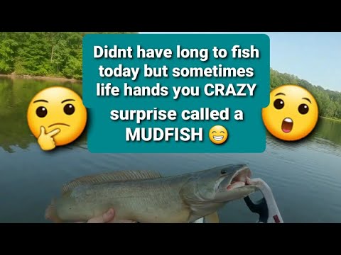 Bass fishing was slow so mr bowfin had to bring the excitement 😁