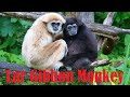 Lar Gibbon Monkey Black &amp; White