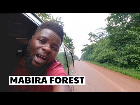 Inside Uganda's Biggest Natural Forest - Mabira Forest Kampala Jinja Highway