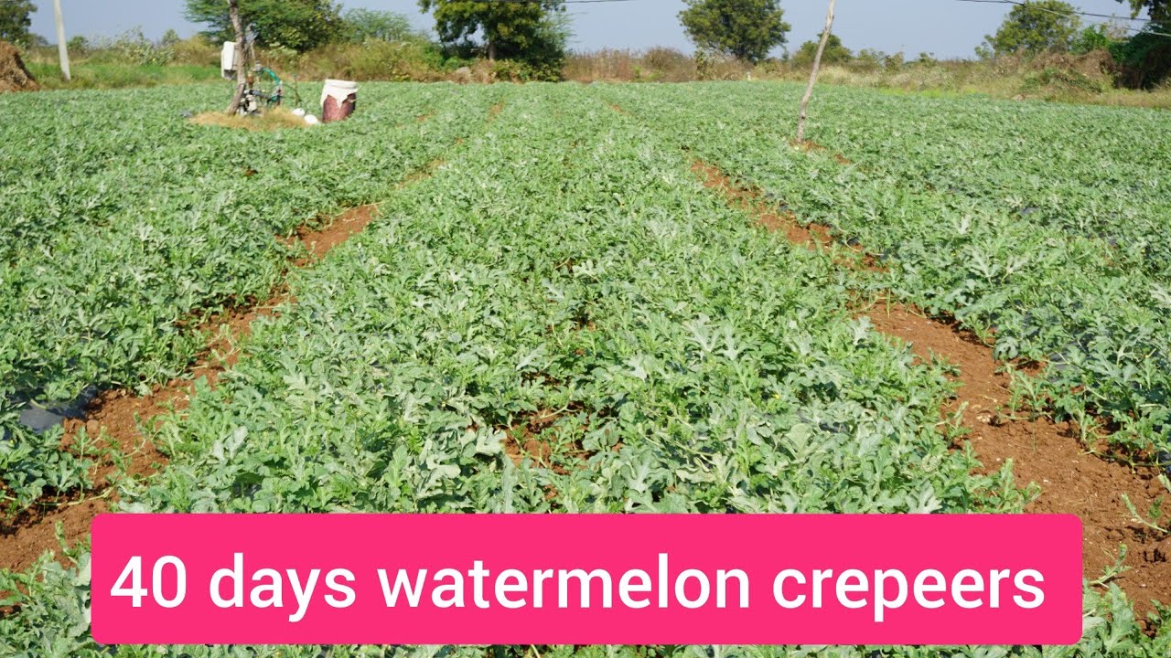 watermelon cultivation on mulching, 40 days crepeers