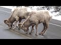 BIG HORN SHEEP (ROCKY MOUNTAIN SHEEP)-KANANASKIS--ALBERTA-CANADA