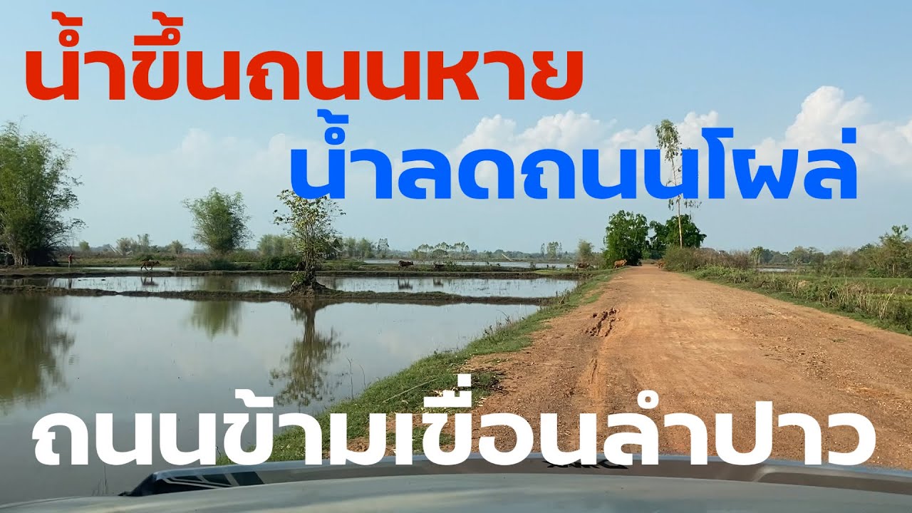 น้ำขึ้นถนนหายน้ำลดถนนโผล่ #บ้านโคกใสไปบ้านม่วงกุญชร #อำเภอสหัสขันธ์จังหวัดกาฬสินธุ์ #เขื่อนลำปาว