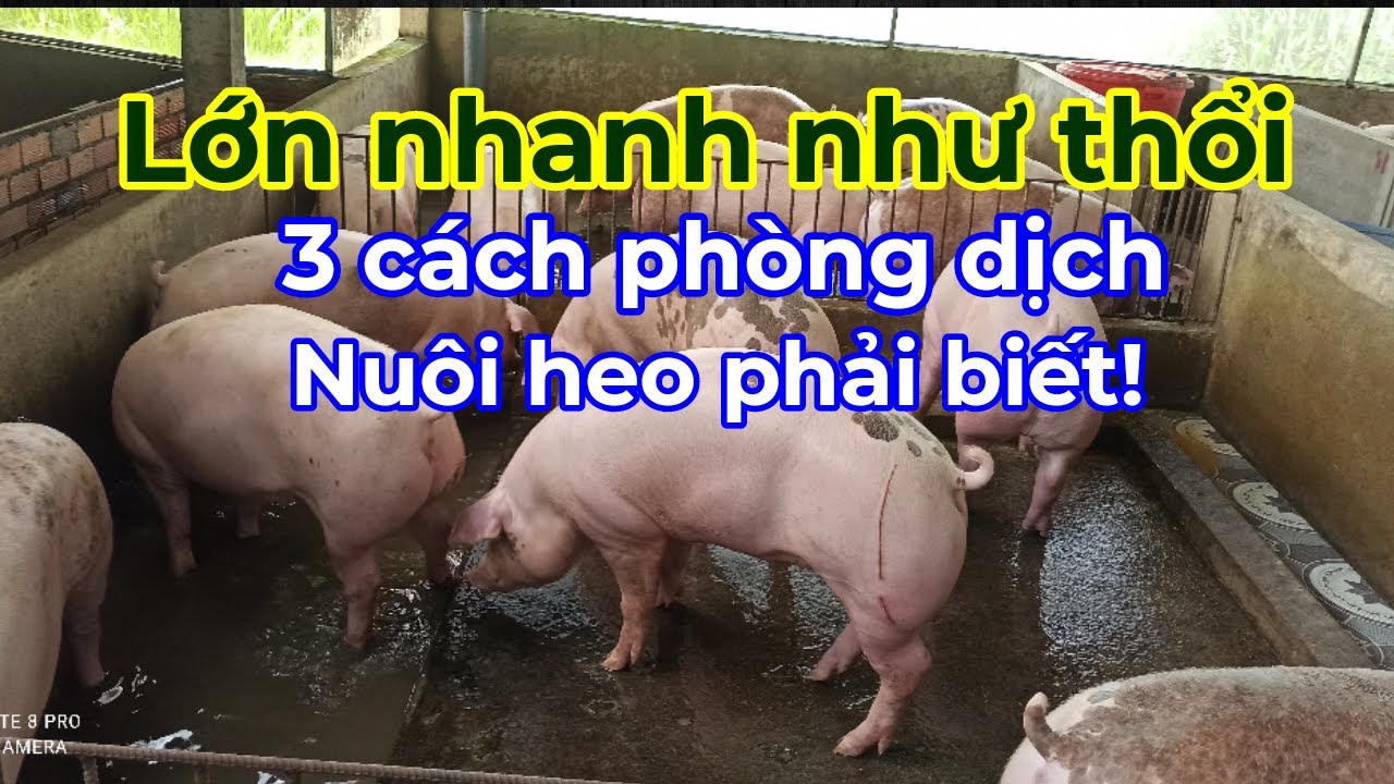 Heo lớn nhanh như thổi| 3 cách phòng dịch bệnh|Nuôi heo phải biết ☎️0372225255