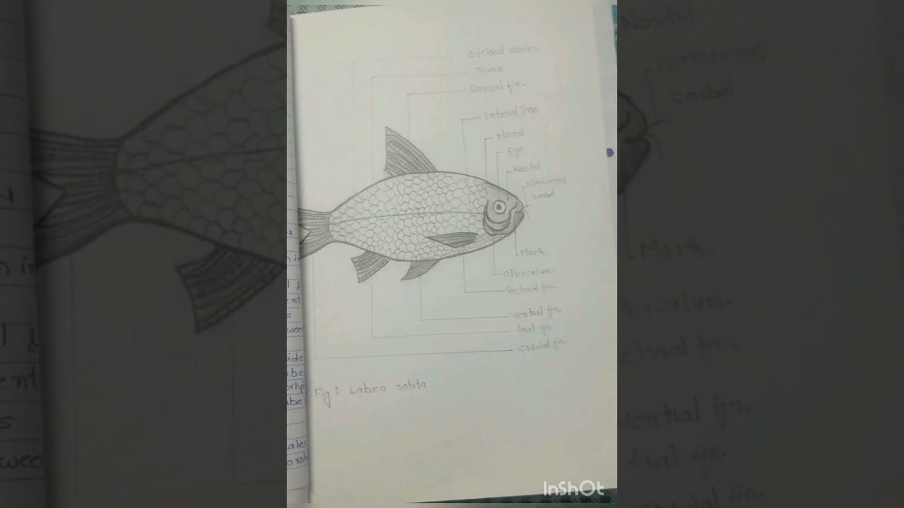 labeo rohita|practical|spotting|for Msc/BSc.