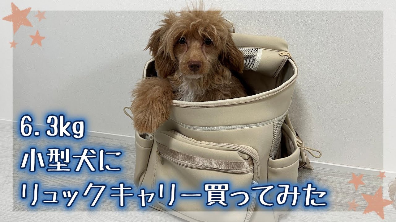 【citydog ネオプレーンバックパックキャリー】耐荷重10kg未満　おしゃれで丈夫なリュックキャリー買ってみた！