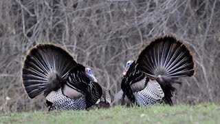 Researchers take closer look at Maine's wild turkey population