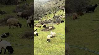 Nomadic shepherd sheeps and goats plateau life #nomadic #nomadiclife #sheep #goats