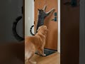 Human Cat Pranks Confused Dog (Caught on Camera!) 😂✨