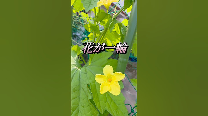 The pumpkins and bitter melons in the garden are starting to bloom and the cucumbers are getting ...