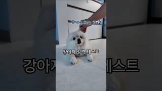 강아지도 성격이 있다는데 두부의 성격은? #강아지일상 #성격테스트 #반려견 #포메라니안 #pets #cutedog #pomeranian
