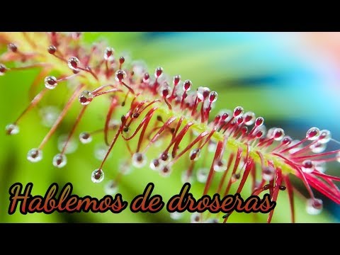 Video: Drosera De Hojas Redondas