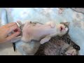 名前を呼ぶと眠そうにお返事してくれる子猫達 & エアー砂かけ職人