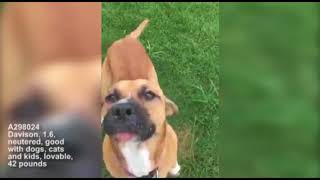 Dogs for adoption
