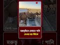 মরুভূমিতে যেভাবে পানি দেওয়া হয় উটকে | Animal Care | Protidiner Bangladesh