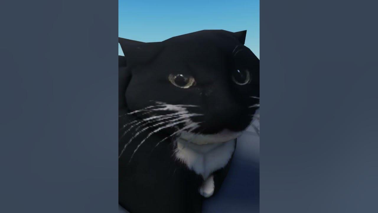 Мем с котом максвеллом