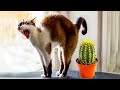 Funny animal videos 2023😆 Funny cat videos and dogs - Funny videos 301