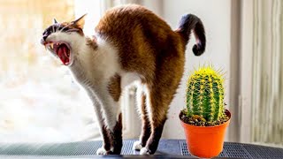 Funniest Animals 😂 Funny Cat Videos And Dogs 301 by Happy Dog 18,315 views 7 months ago 11 minutes, 9 seconds