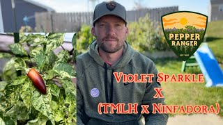 Violet Sparkle x (TMLH x Ninfadora) || Pepper Review Pepper Review Violet Sparkle August 20th 2016