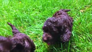 Cockapoo Puppies for Sale in North Carolina