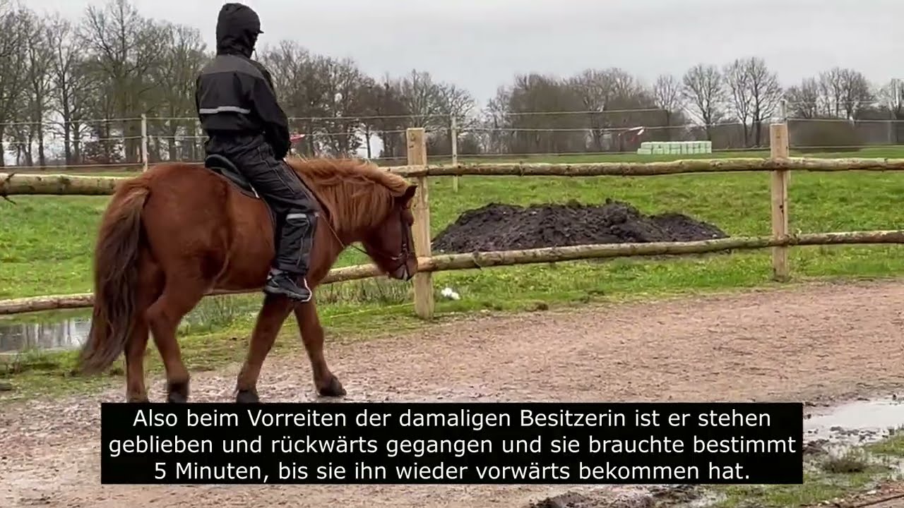 Projektpferd: Isländer Smári, geht lieber rückwärts statt vorwärts