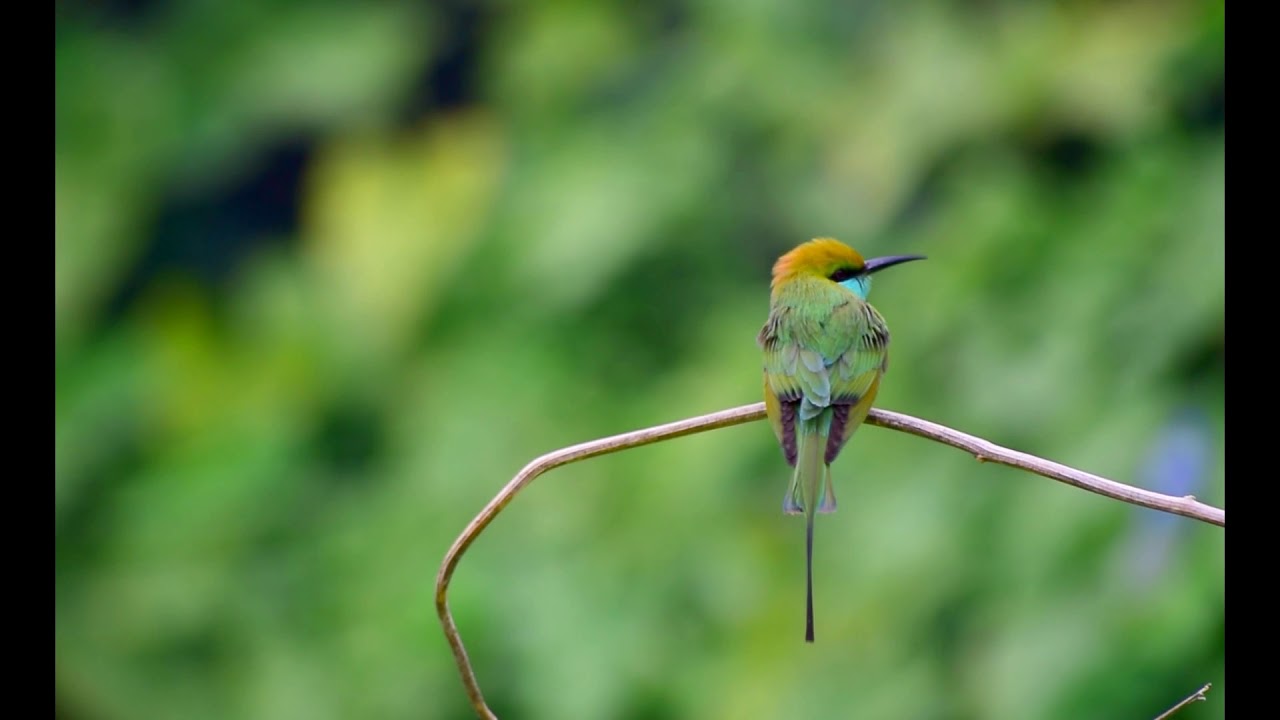 Green bee eater #birdsphotography 
