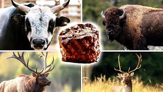 What's the BEST STEAK in the Animal Kingdom