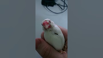 White java sparrow sleeping in my hand.