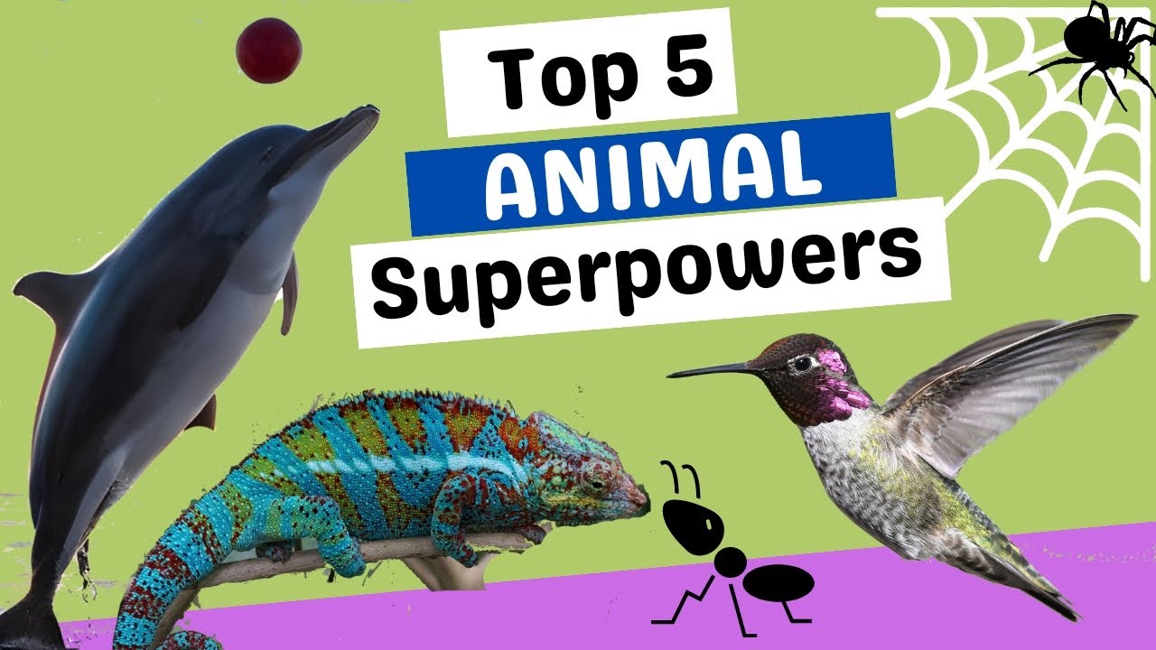 Top 5 Amazing Animal Superpowers. animals science information YouTube