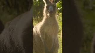 Kangaroos Are Very Social Nature Shorts Pbs