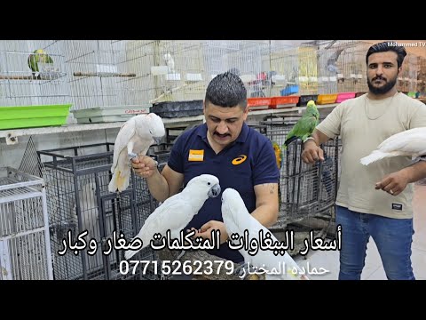 أسعار الببغاوات المتكلمات صغار وكبار في العراق بغداد منطقة الاعظمية يم حماده المختار 2025 6 24