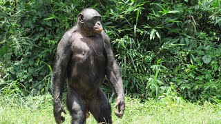 Monkey to Man - Episode 4: Danuvius Guggenmosi