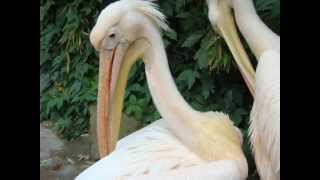 Sweet People - A Wonderful Day