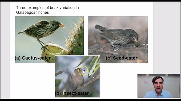 Everything about Evolution, Darwin, Natural Selection