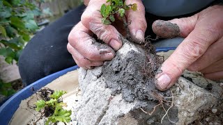 How to make a root over rock forest in a bonsai  pot gifted by Corin @greenwoodbonsaistudio Part 1