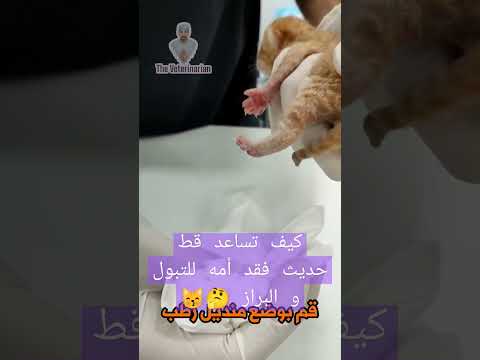 كيف تساعد قط حديث فقد أمه للتبول و البراز  البيطري 