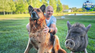 На хуторе жизнь бьёт ключом, но надо успеть и родителям помочь и дом достроить. Скважина и дровяник.