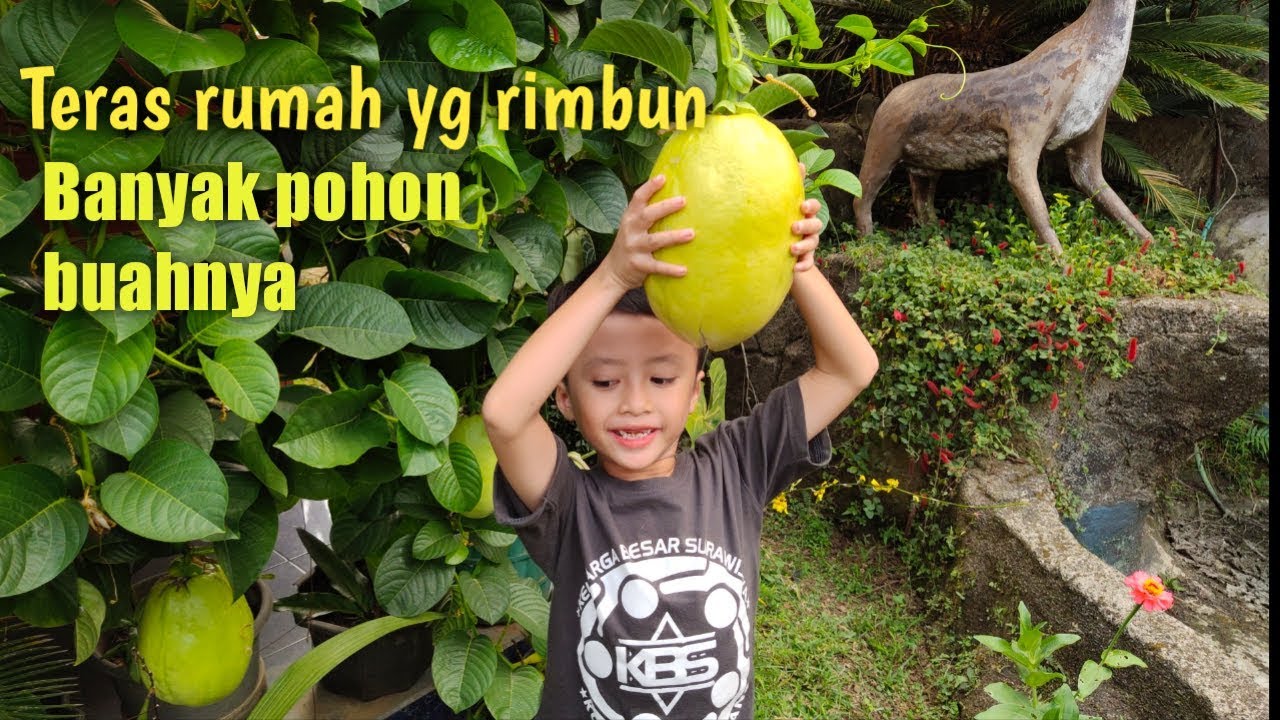 Berlibur ke rumah idaman asri rimbun banyak pohon buahnya Berlibur ke rumah idaman asri rimbun banyak pohon buahnya