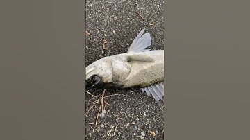 Mùa câu Cá Vược đếnrồi, câu lancer cửa sông Yamato lên cá vược,mồi trùnđỏ,nhạy cá sáng sớm,chiều tối