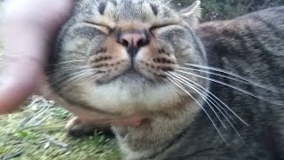 意外とモフられ好きな地域のボス猫のデブキジ