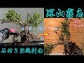 ミヤマキリシマツツジの大きな石付き計画^ - ^石付き盆栽 How to create a azalea  bonsai