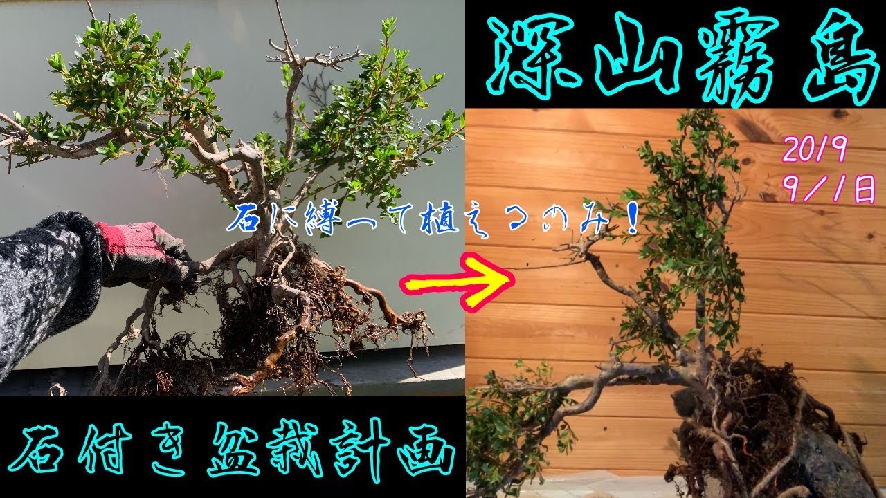 ミヤマキリシマツツジの大きな石付き計画^ - ^石付き盆栽 How to