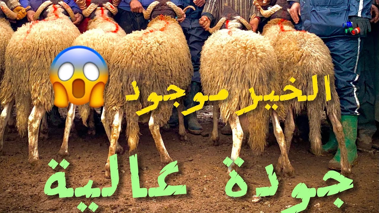 خيرات بلادي 🐏. ماشاء الله 🏔️🌱#حولي_العيد 