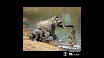 ELEPHANT  PUNISHED THE CROCODILE @dr.s.ksinghchanneljaishree1255