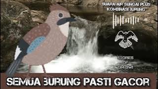 suara air Sungai mengalir dan burung bersautan || terapi gacor semua burung