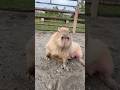 Memories with Satsuki the Capybara ❺💕😴#カピバラ #capybara #cute