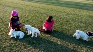 Havanese Sara - Socializing with other dogs and kids