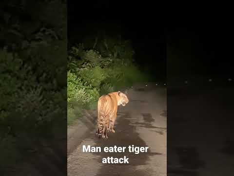 Live #Maneater #tiger #attack in #JimCorbett 21 June 2021 #ramnagar #Uttarakhand #kumaon #animal